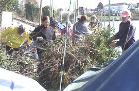 Clearing the undergrowth