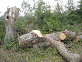 Felled willow tree