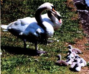 Swan Family