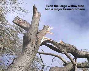 Willow tree blown down